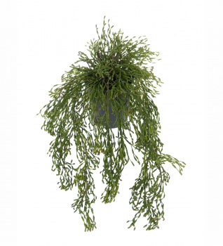 Mr. Plant Искусственный Рипсалис, 65 см
