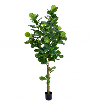 Mr. Plant Искусственный Лакфиоль, 210 см