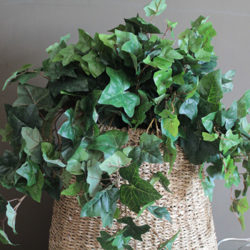 Mr. Plant Искусственная Мурайя, длина - 50 см