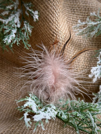 Inge Glas Стеклянная елочная игрушка на прищепке Коричневая птичка с пушистым хвостом, 6,5 см