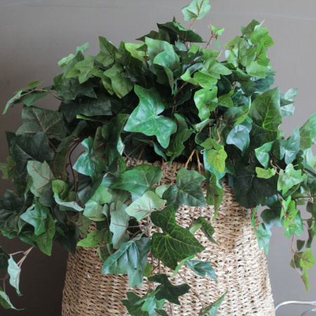 Mr. Plant Искусственная Мурайя, длина - 50 см