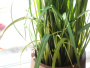 Mr. Plant Искусственная трава в горшке, 110 см